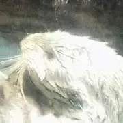 コロウス
