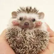 Noko