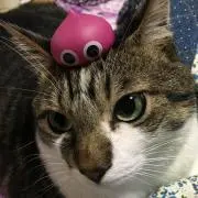森敬太