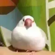Msbtの画像