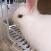 ゆゆの画像