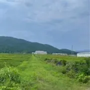 アミの画像