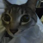 ユキチビの画像