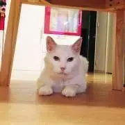 junの画像