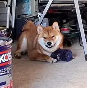 noriの画像