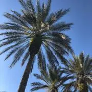 ダンボ