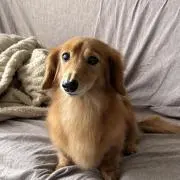 イブ⭐︎プロフ読んで下さいの画像