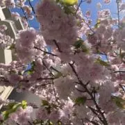 さきの画像