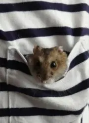 ちゃんしお