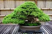 dbの画像