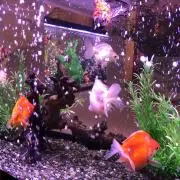 るるの画像