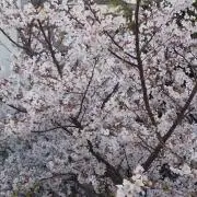 トド