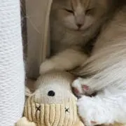 Reの画像
