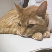 ゆゆ