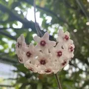 Ohanaの画像