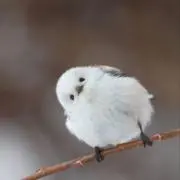 ウルトの画像