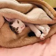 ぶり