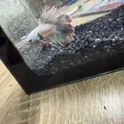つよしの画像