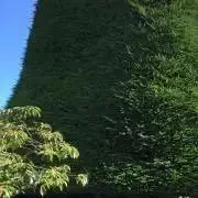 Momonの画像
