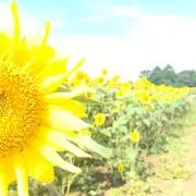 えりの画像