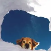 Aaの画像
