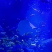 りんご