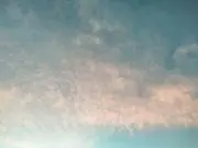 さくらの画像
