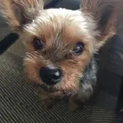 Maui