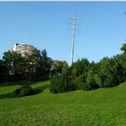 たまの画像
