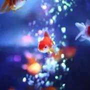 金魚の画像