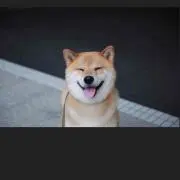 にっぴ プロフィールの必読お願いの画像