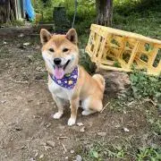 きらりの画像