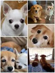 あんこ