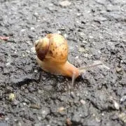まあー