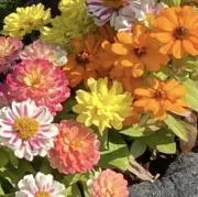 ayn❤️❤️❤️即購入大歓迎✨の画像
