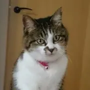 RAY