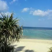 ライチ