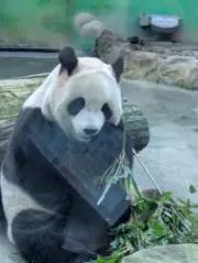 はぎの画像