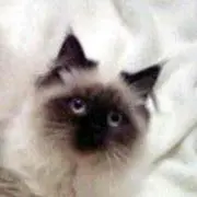 ミッキー