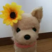 ぴぃの画像