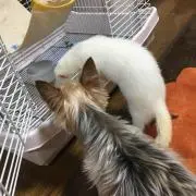 おりん