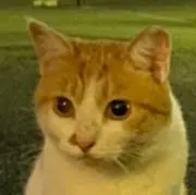 すずめの画像