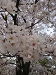 ななの画像