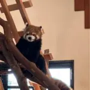 東大王