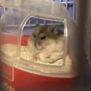 みっきーの画像