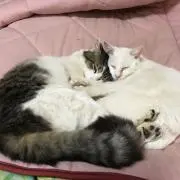 ♡♡あんず♡♡Futur(フチュール)