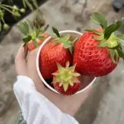 うさぎの画像