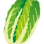 白菜の画像