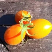 小さいトマトの画像