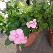 かおの画像
